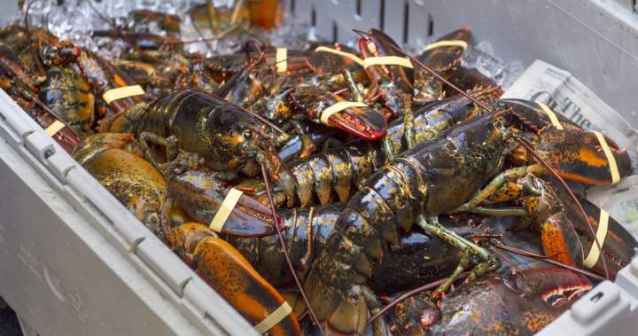$365,750 fine, foreign worker ban overturned against N.B. lobster processor