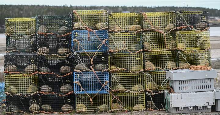 Nova Scotia lobster industry surprised, elated by suspension of Chinese tariff