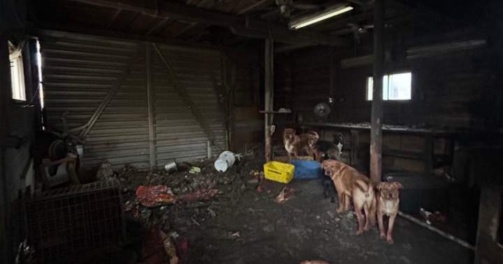 More than 20 dogs removed from Merritt property as rescuer criticizes city officials