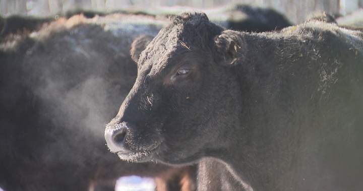 Manitoba ranchers taking precautions with livestock during extreme cold