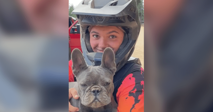 Autopsy reveals dingoes not likely to have killed Canadian found dead on Australian beach