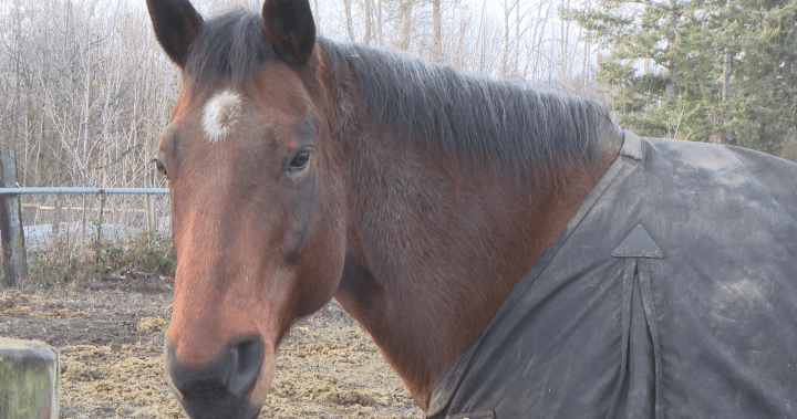 ‘Strangles’: Highly contagious bacterial disease threatens Okanagan horses