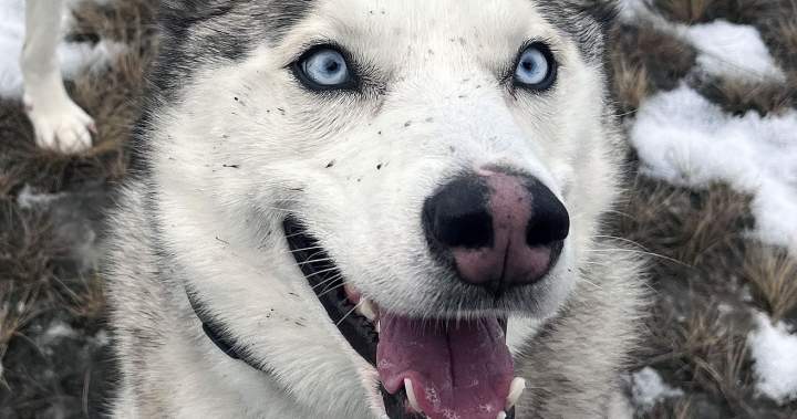 B.C. couple launches petition about fur traps after beloved Husky caught, killed