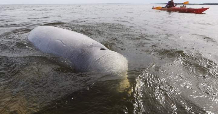 Manitoba to examine potential marine conservation area in Hudson Bay