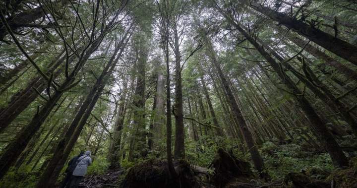 B.C. forestry review calls for system to be razed, rebuilt, with a focus on trust