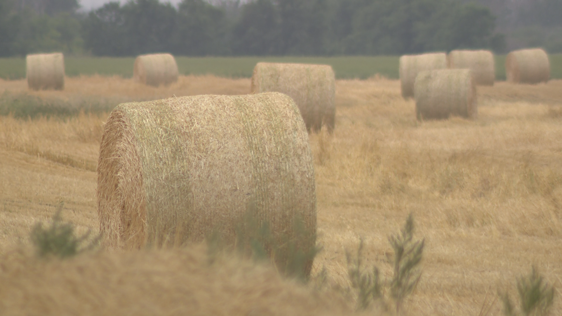 Agriculture conference aims to share insights between youth and experienced farmers