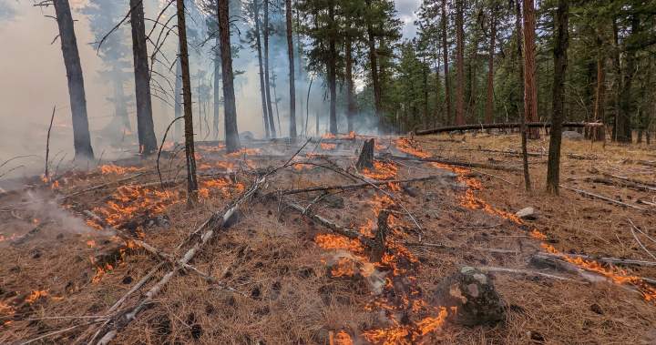 Nationwide prescribed burn program being launched, administered through UBC-Okanagan