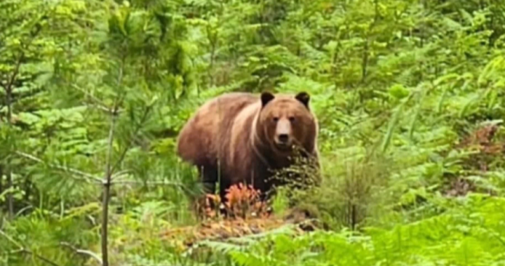 2 people fined in killing of grizzly bear on Texada Island