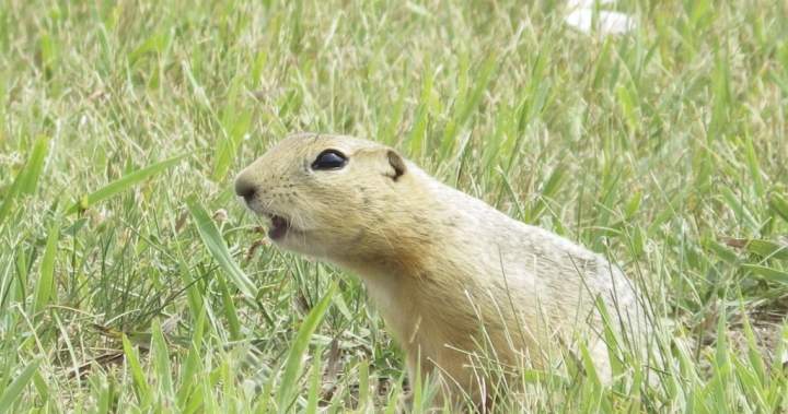Ottawa allows temporary use of gopher poison in Alberta, Saskatchewan