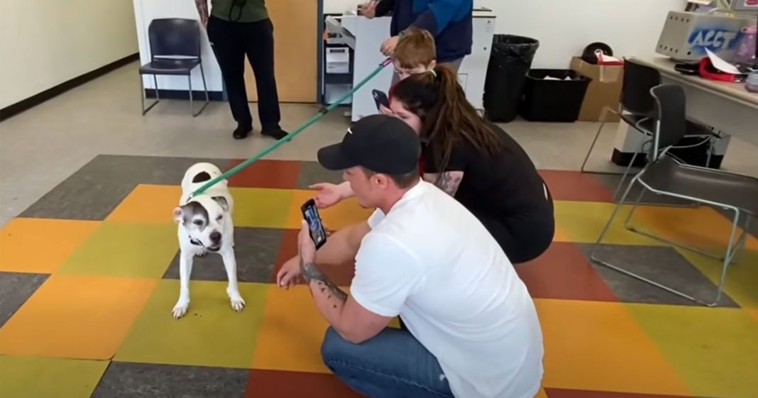 Stolen Pitbull 'Finally Home' With Family After He Vanished Over Decade Ago