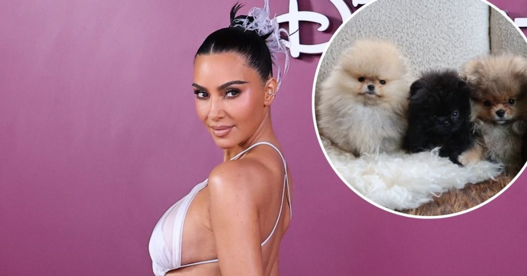 Kim Kardashian Defies PETA Backlash With Photos of Her 4 New Puppies