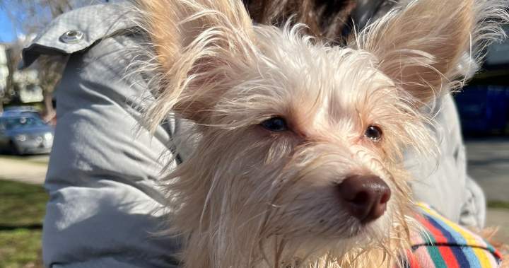 ‘They did it in a very sneaky way’: Uber rider deletes app after cleaning fee dispute over pet