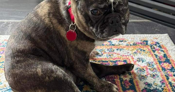 Kelowna-based rescue group pauses intake of new animals as financial stress grows