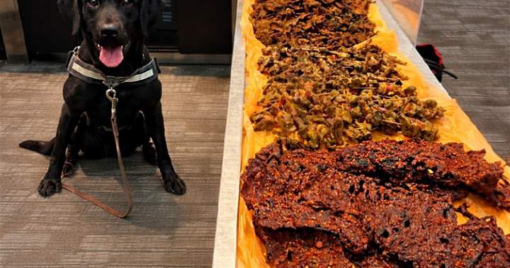 Another CBSA dog sniffs out kilos of raw meat in traveller’s bag at Pearson airport