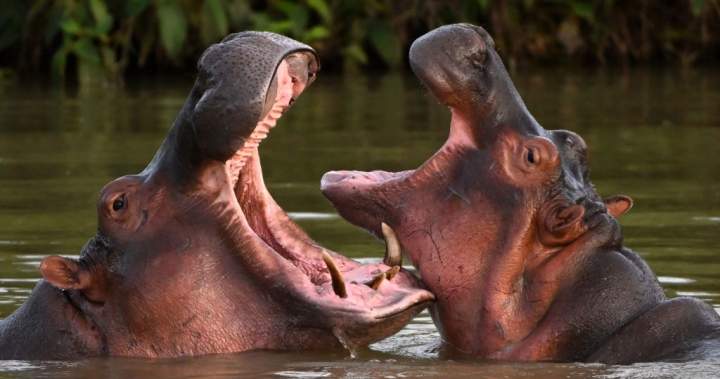 Dozens of ‘cocaine hippos’ tied to drug lord Pablo Escobar to be euthanized