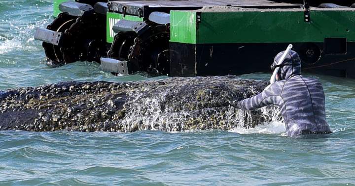 Multimillionaires band together in effort to save beached whale in Germany