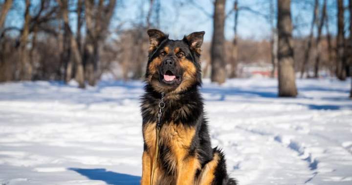 RCMP dog helps nab home invasion suspect in Manitoba