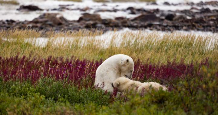 Northern Manitoba could see ‘protected land’ label for Seal River Watershed