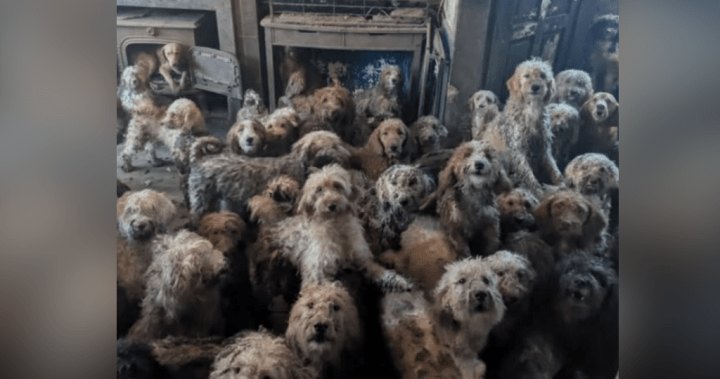 U.K. animal charity forced to clarify image of 250 abandoned dogs wasn’t AI