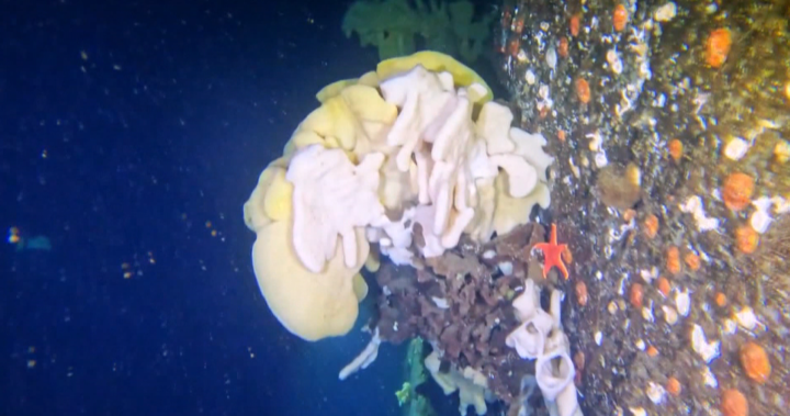 Once thought to be extinct, ancient cloud sponge seen in B.C. waters
