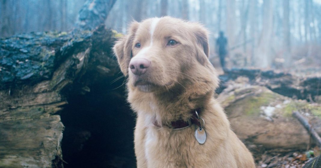 3 Great Horror Movies to Watch on Hulu and HBO Max in April 2026