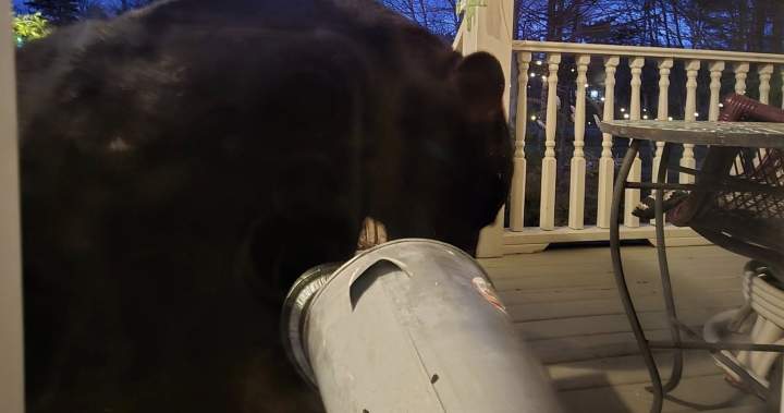 ‘Limpy’ the bear to be removed from N.S. suburb but some want him to stay