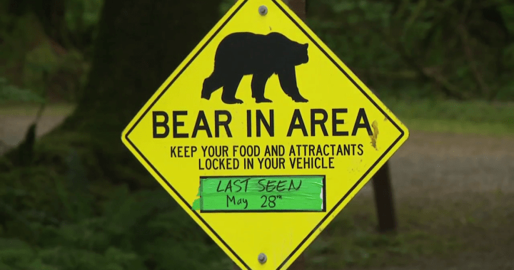 Mama black bear killed in Golden Ears park for aggressive behaviour, conservation says