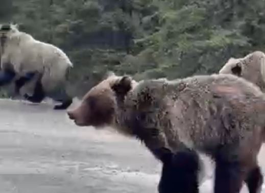 Calgary hikers share ‘really cool’ images of Kananaskis grizzly bears