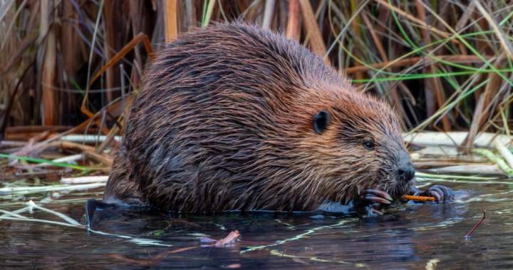 Beaver that bit ‘several people’ in New Jersey tests positive for rabies