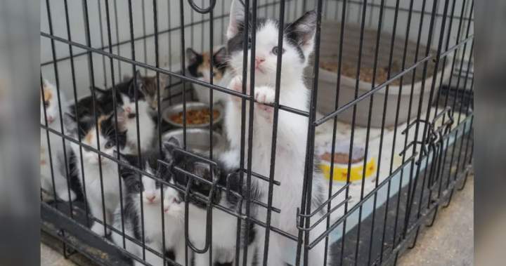 57 kittens rescued, Mississauga man arrested in police animal cruelty probe