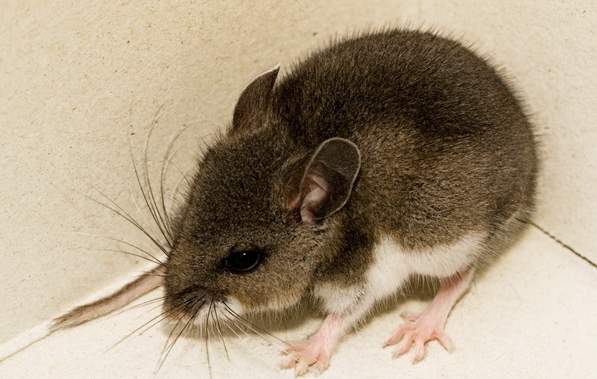 Saskatoon infectious disease lab searches for hantavirus treatment