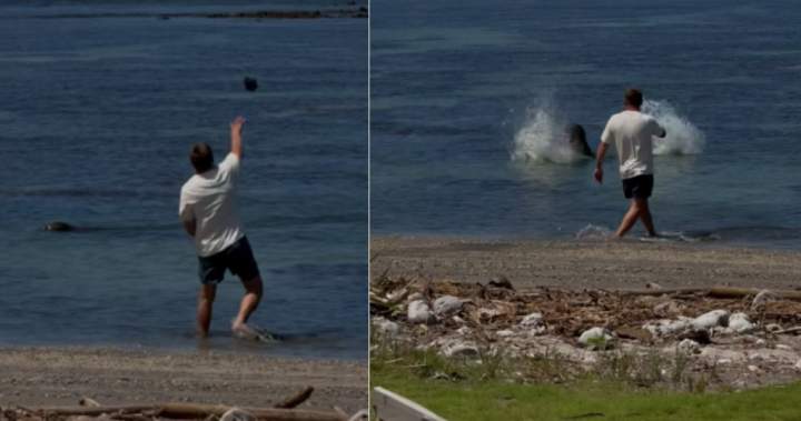 Man accused of throwing rock at endangered seal barred from Hawaii beaches