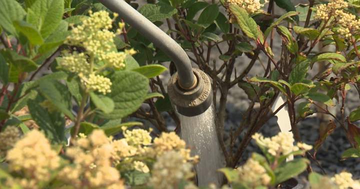 Metro Vancouver moving to Stage 3 water restrictions, but they might not last