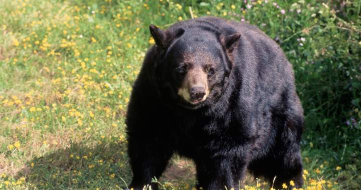 California couple fight off bear attack with hatchet, water bottle