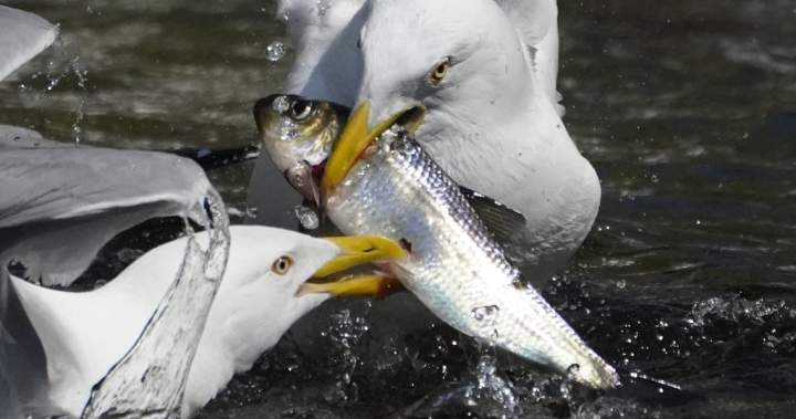 Seven accused of illegally catching gaspereau near fish ladder in Cape Breton