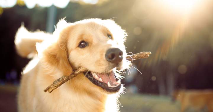 The Curator: How to keep your pet cool all summer long